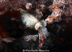 Strange lunch. 
Nikon D200 , 60 micro,twin strobo
Komod... by Marchione Giacomo 